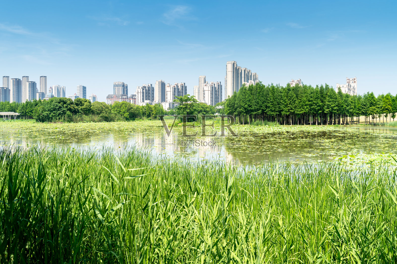 春天的公园与现代城市照片摄影图片