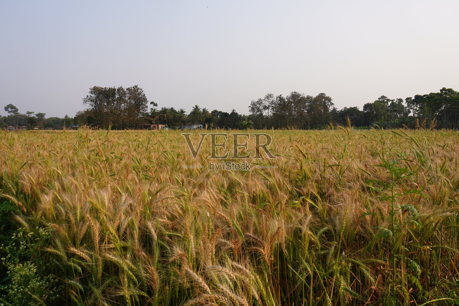 小麦植物的种子已经成熟,准备收割。照片摄影图片