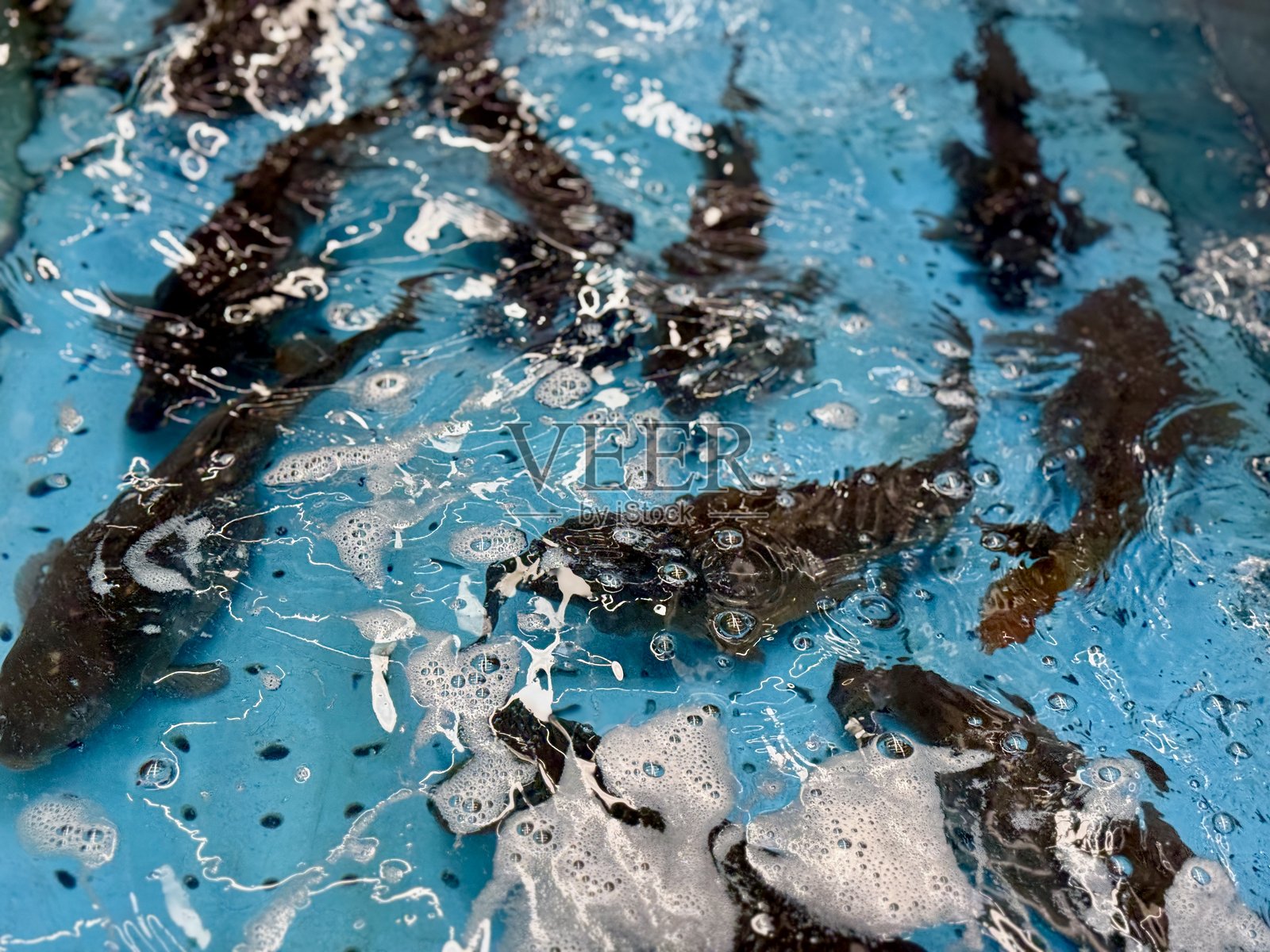 超市水槽中游动的鲤鱼。商店水族箱中的一群大大小小的淡水鲤鱼。活鱼出售。照片摄影图片