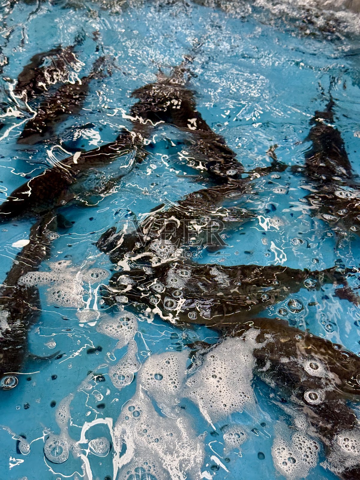 超市中出售的水箱里游动的鲤鱼。一群大大小小的淡水鲤鱼在商店的水族箱里。活鱼出售。照片摄影图片