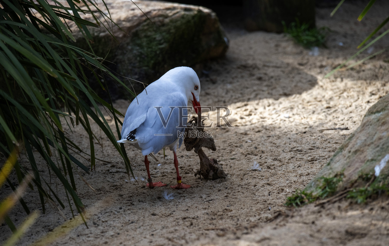 太平洋鸥 (Larus pacificus)照片摄影图片