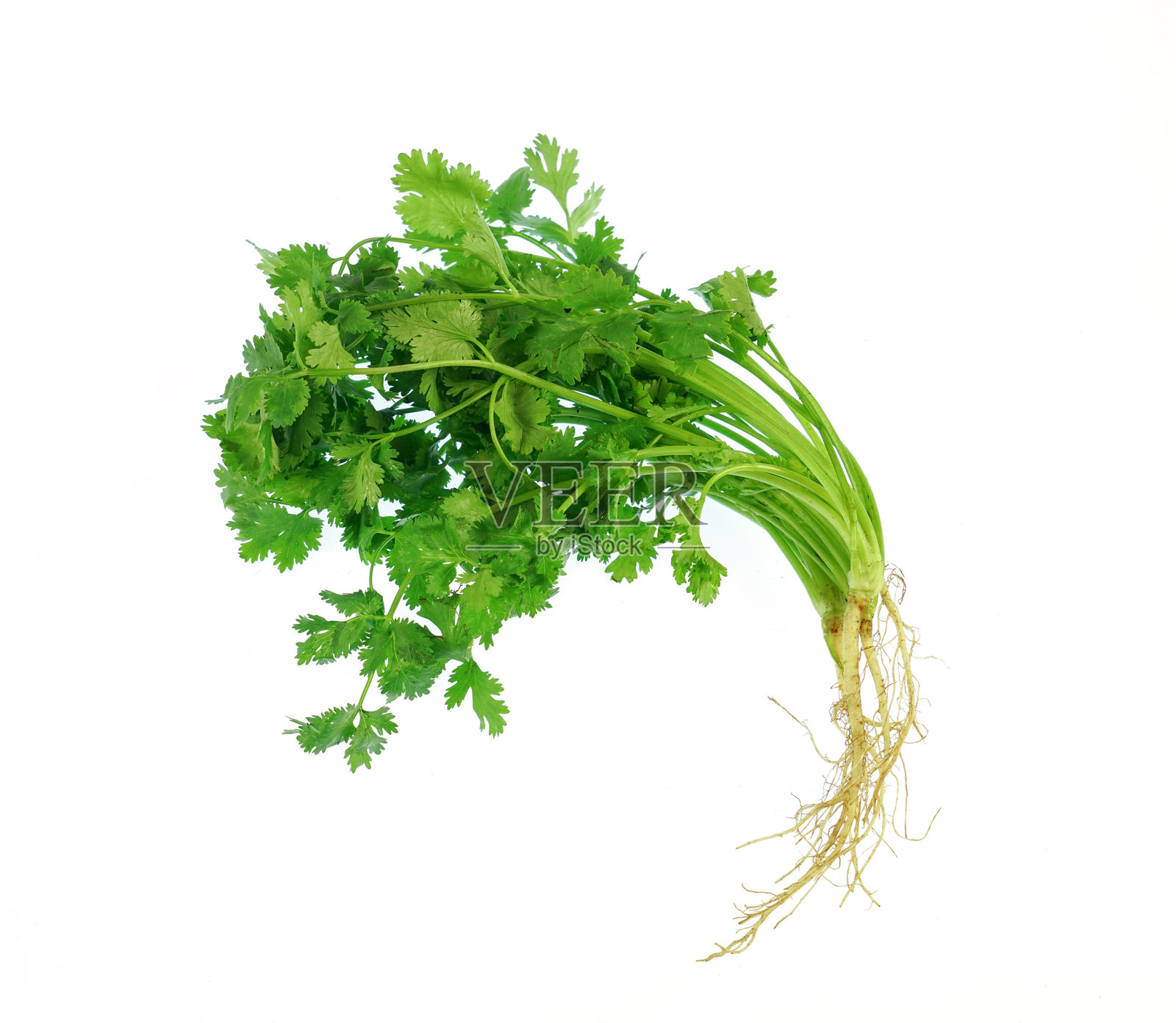 新鲜的绿色香菜孤立在白色背景上照片摄影图片