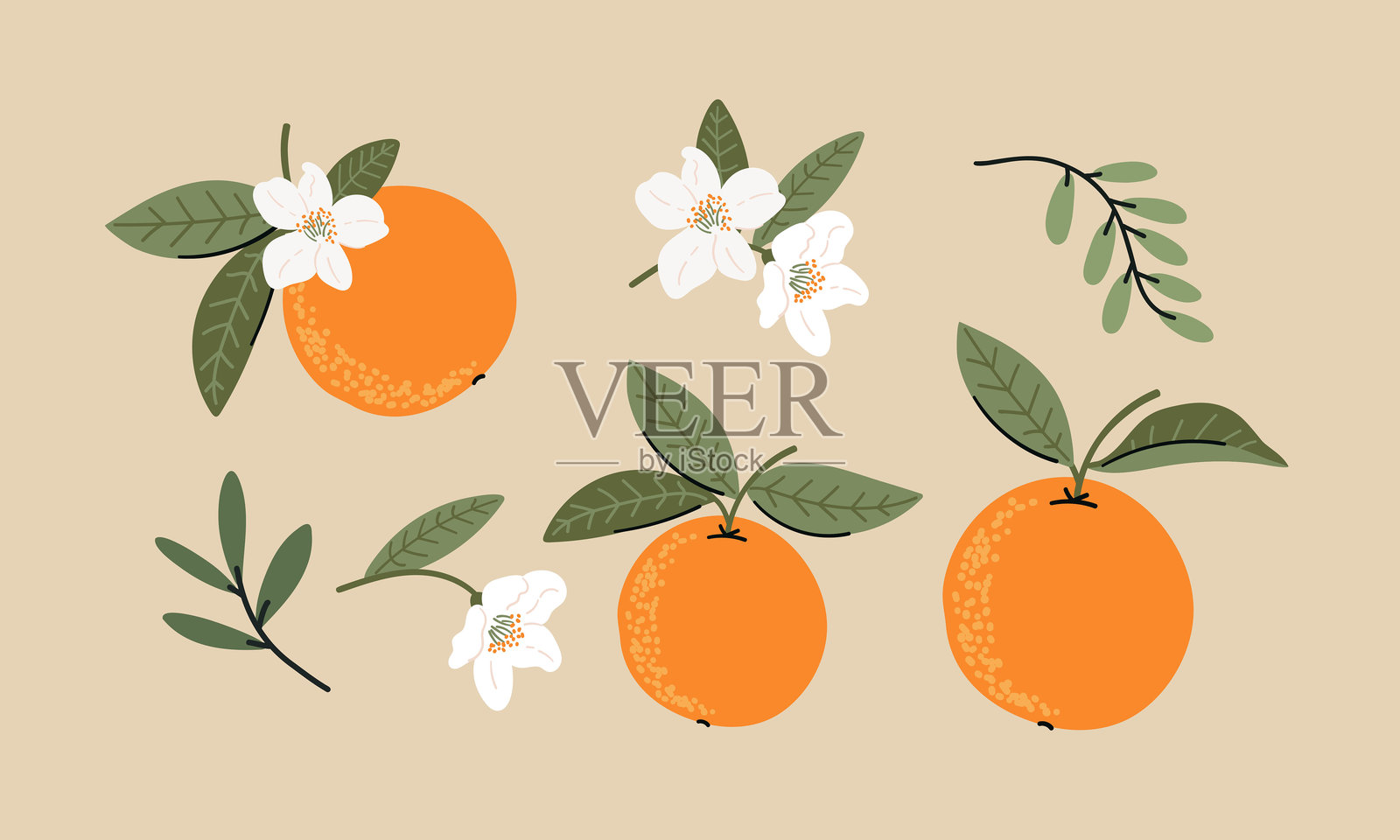 一组橙子,带有叶子和花朵,背景为米色。矢量手绘平面风格。插画图片素材