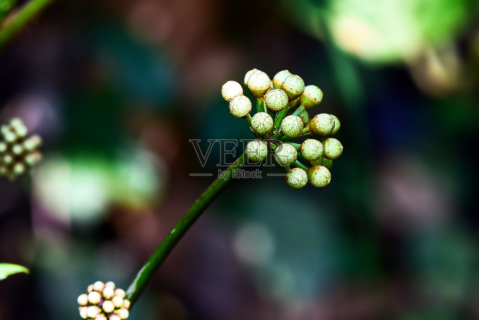 模糊自然背景上的绿色植物芽特写照片摄影图片