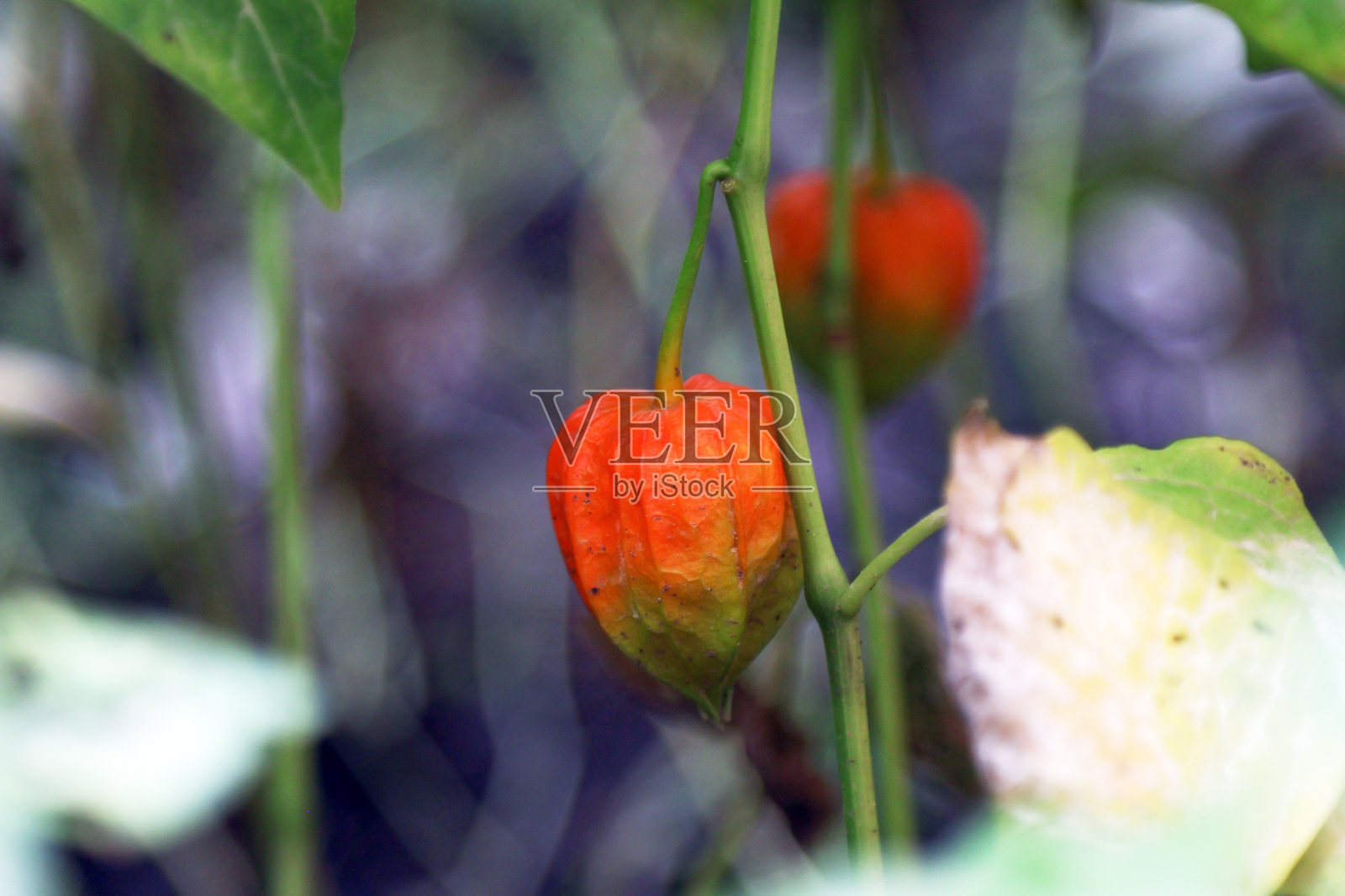 野生中国灯笼果的绿色和橙色果皮照片摄影图片