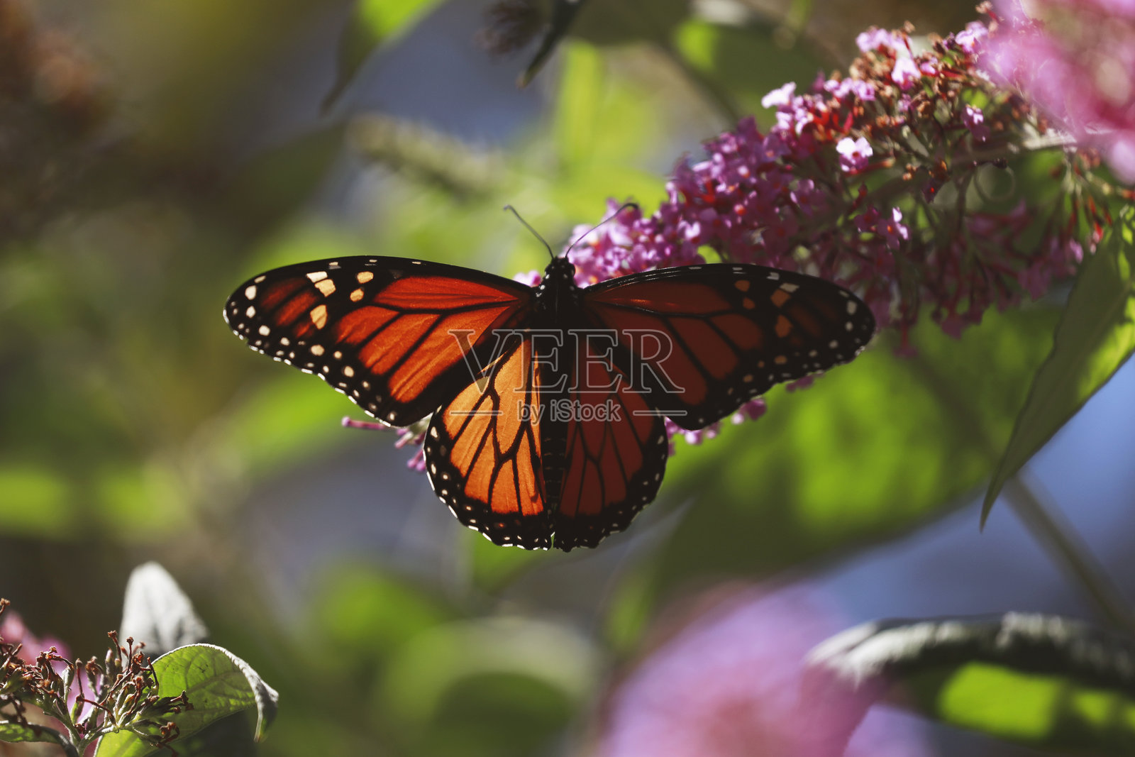 君主蝶停在紫葳花上照片摄影图片