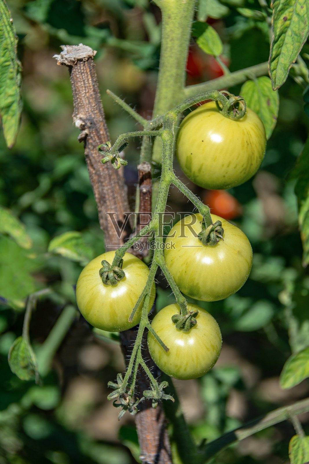 生长中的黄色、橙色和红色杂色番茄照片摄影图片