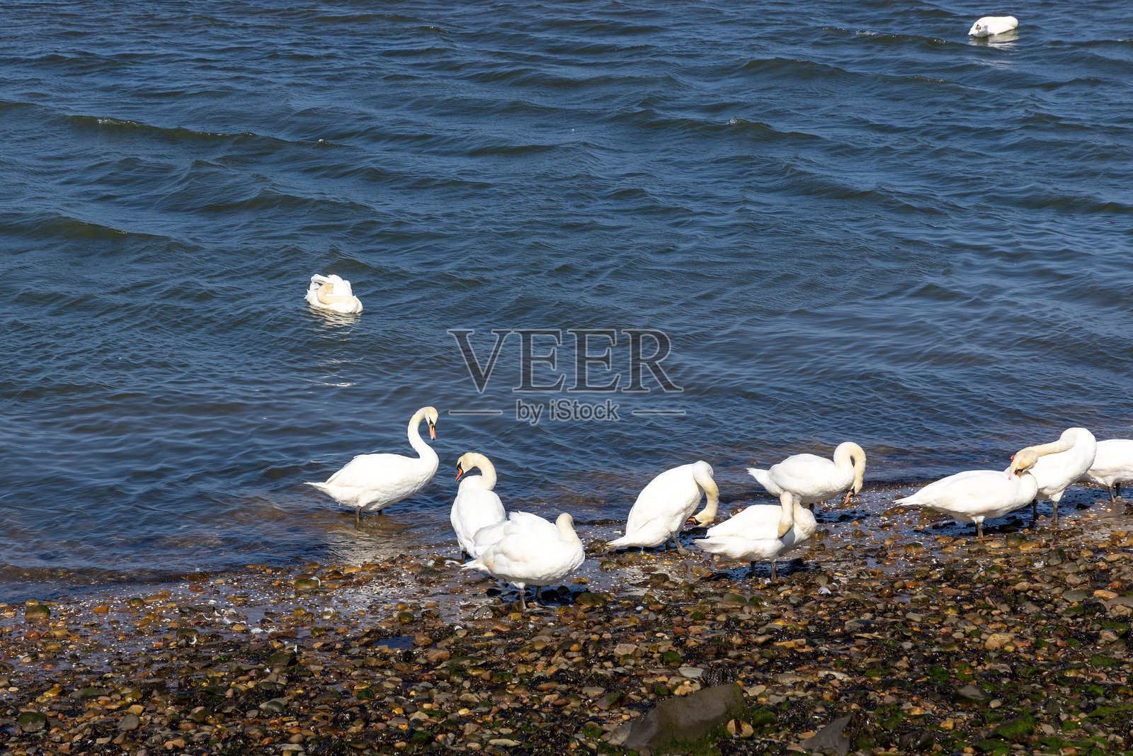在苏格兰穆斯尔堡的鹅和天鹅照片摄影图片