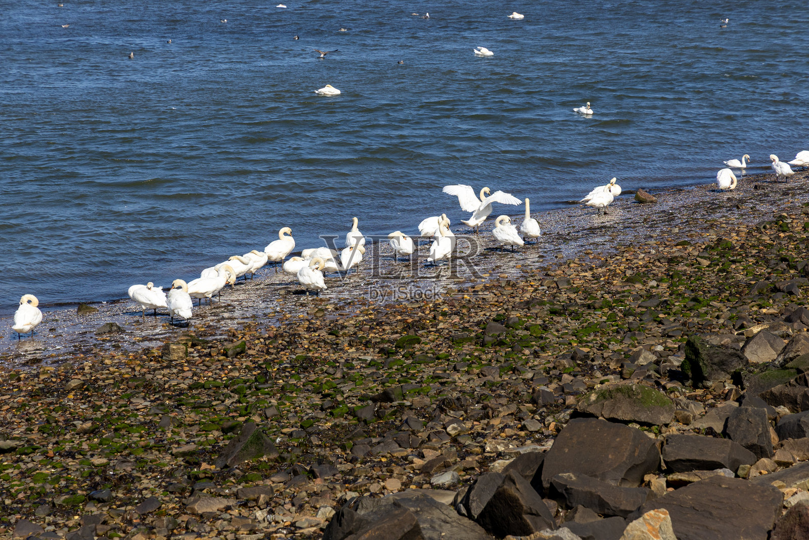 在苏格兰穆斯尔堡的鹅和天鹅照片摄影图片