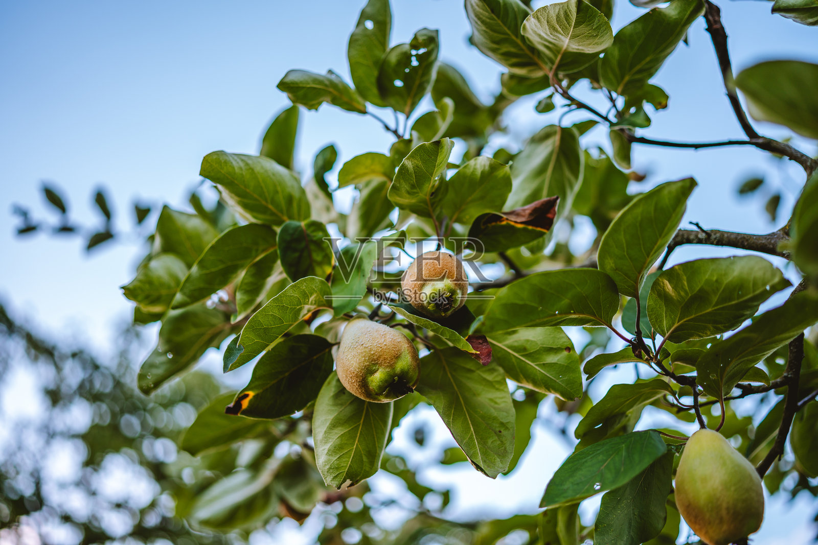 一对悬挂在树上的榅桲果照片摄影图片