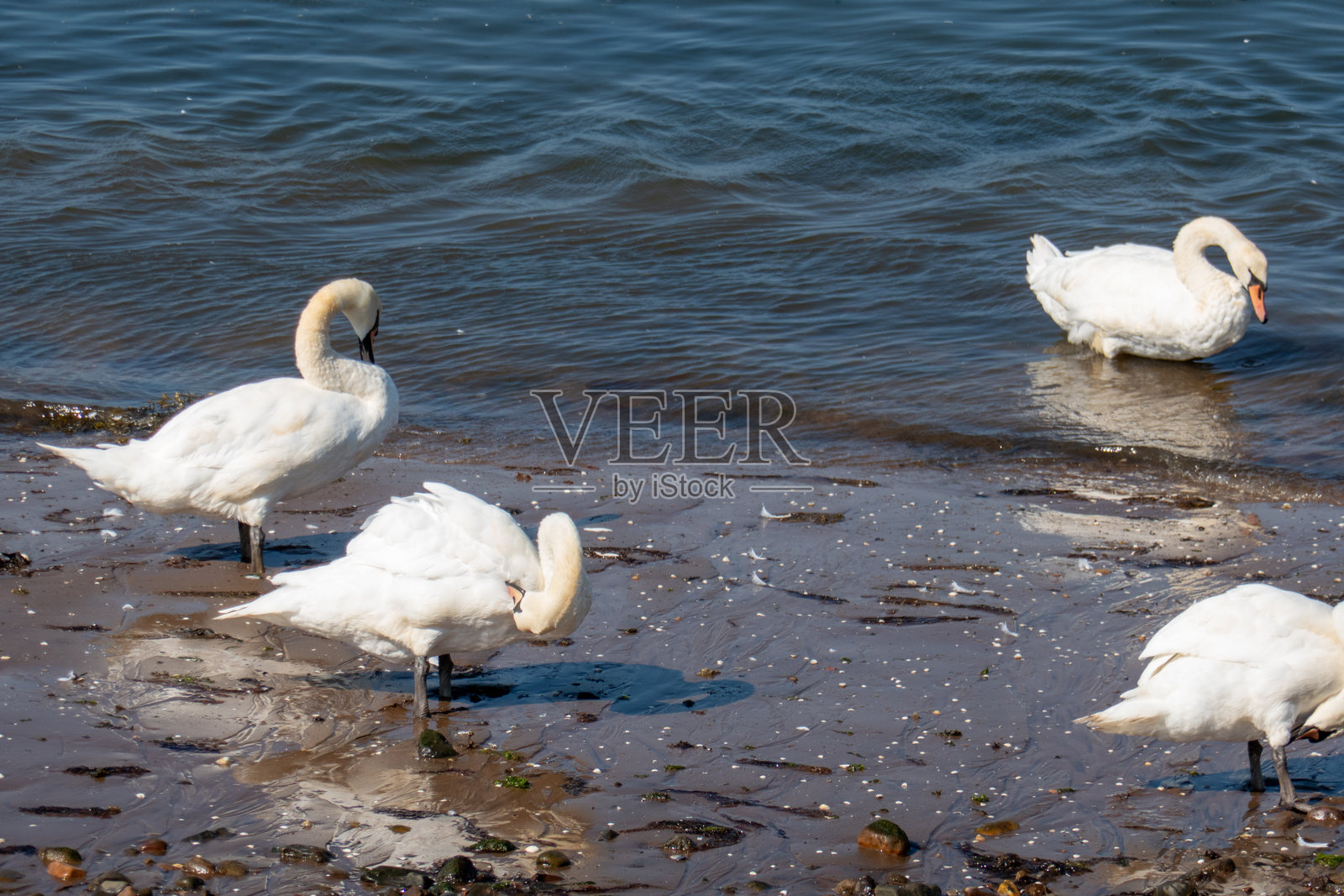 在苏格兰穆斯尔堡的鹅和天鹅照片摄影图片