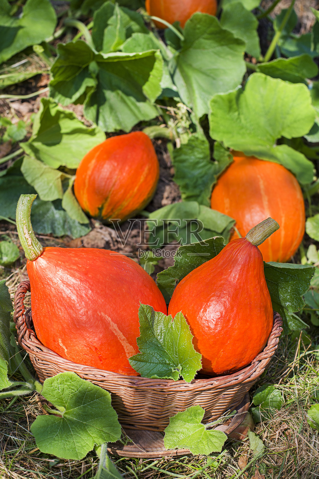 采摘北海道南瓜或红皮南瓜照片摄影图片