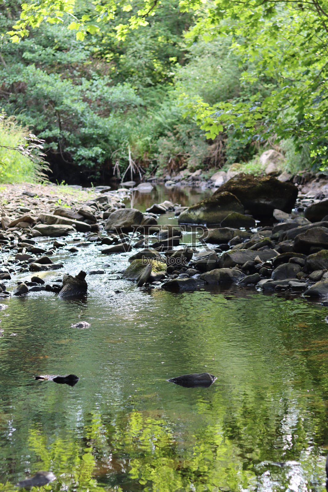 沿着林间河流的景色,静水中映出绿色的倒影照片摄影图片