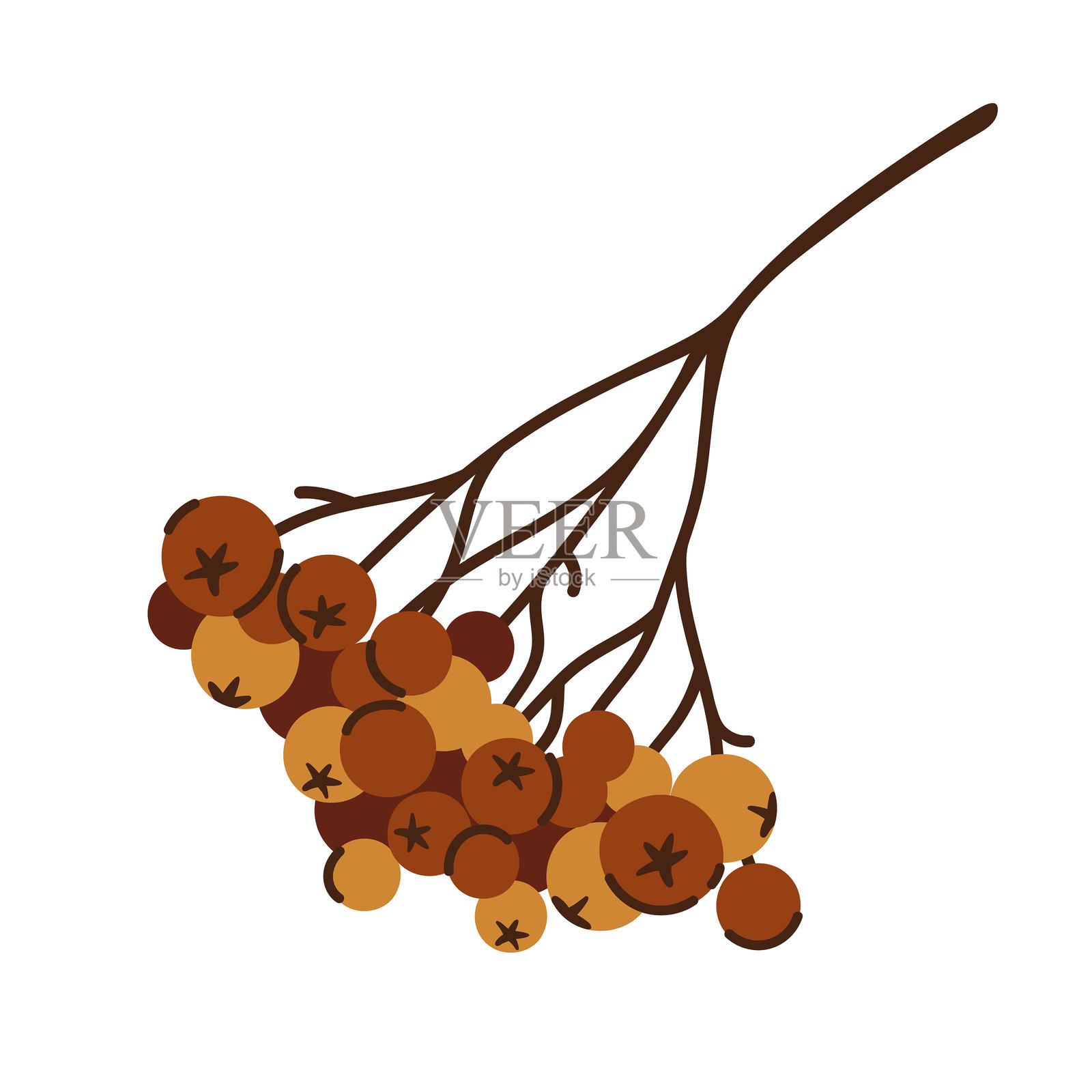 Rowan berry bunch 矢量插图。成熟的红色果实,野生森林树木的种子。手绘植物剪贴画,适用于季节性装饰、感恩节、秋季设计。收获,植物的简单素描。插画图片素材