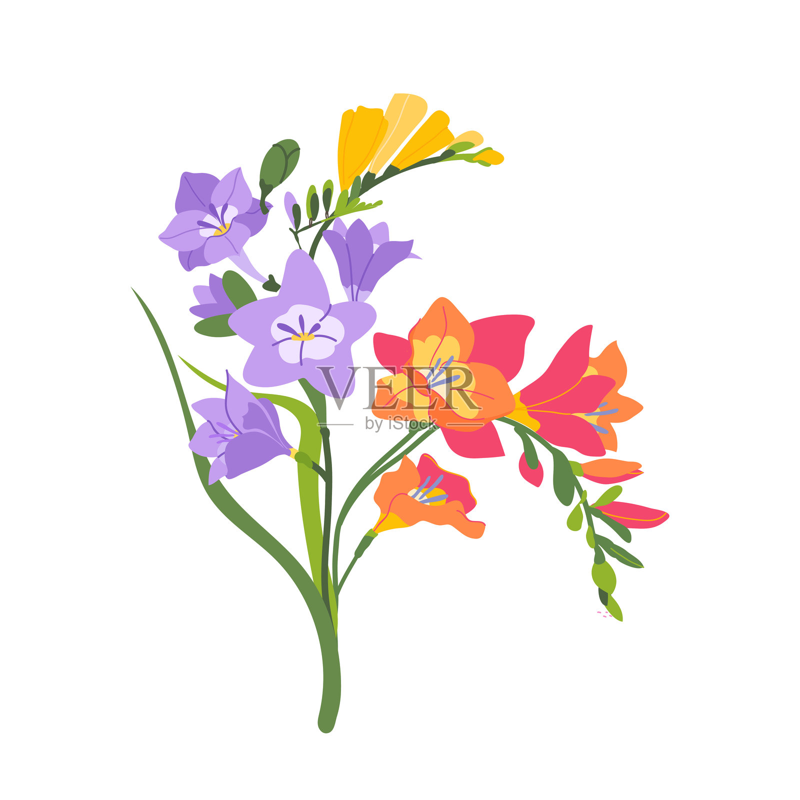 优雅花朵和叶子的香雪兰植物茎矢量图。用于邀请函、包装、纺织品、文具和品牌的植物插图。插画图片素材