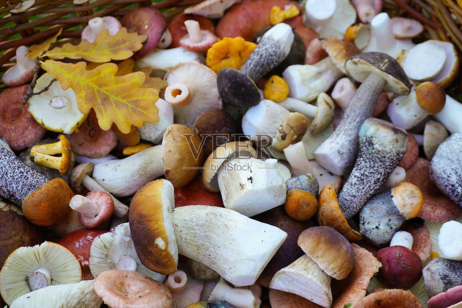 编织篮子里装满了新鲜采摘的野生蘑菇照片摄影图片