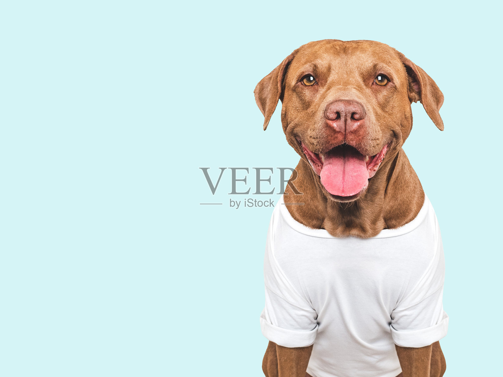 时尚的狗和白色T恤。狗狗微笑。照片摄影图片