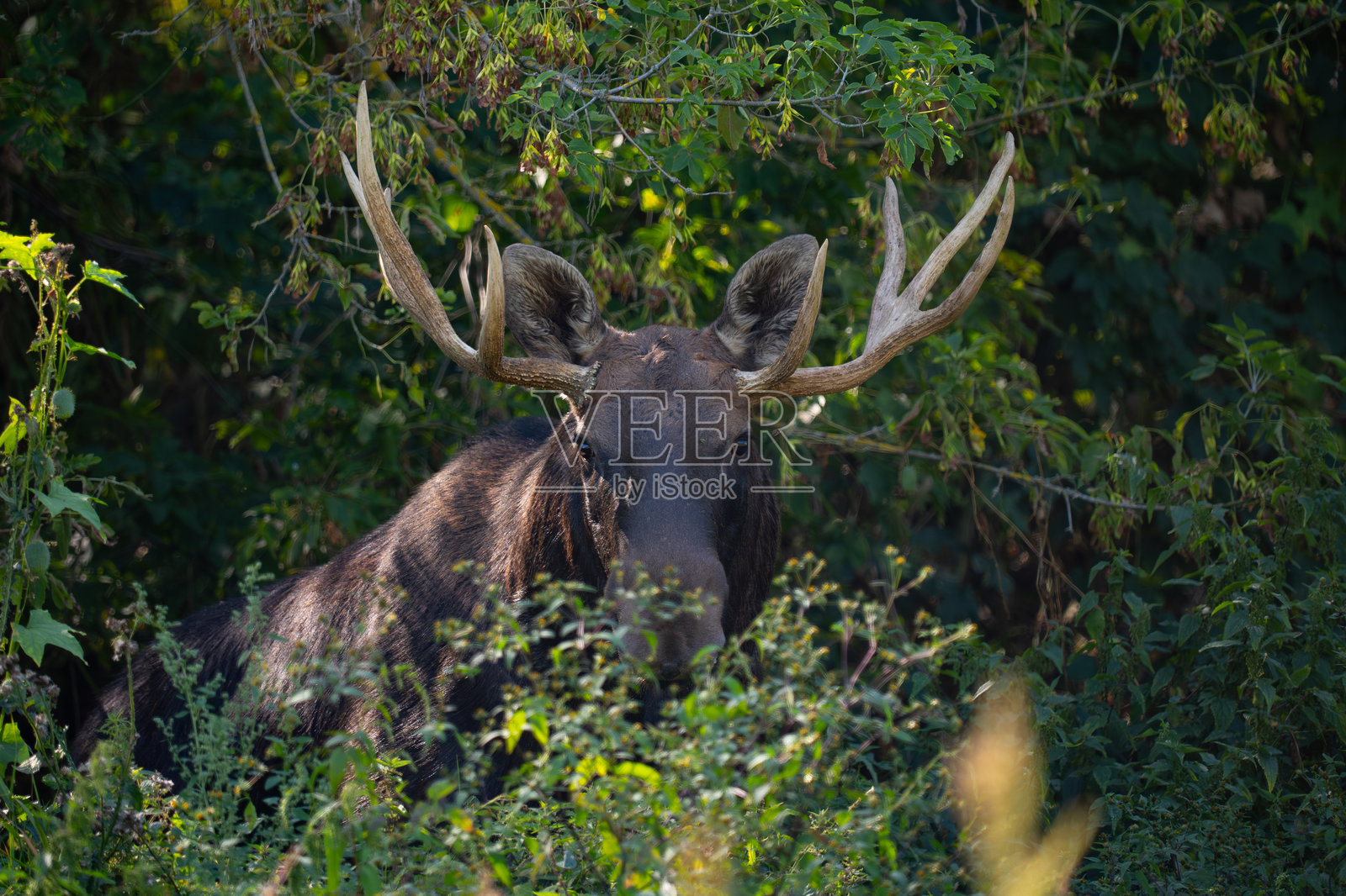 驼鹿照片摄影图片