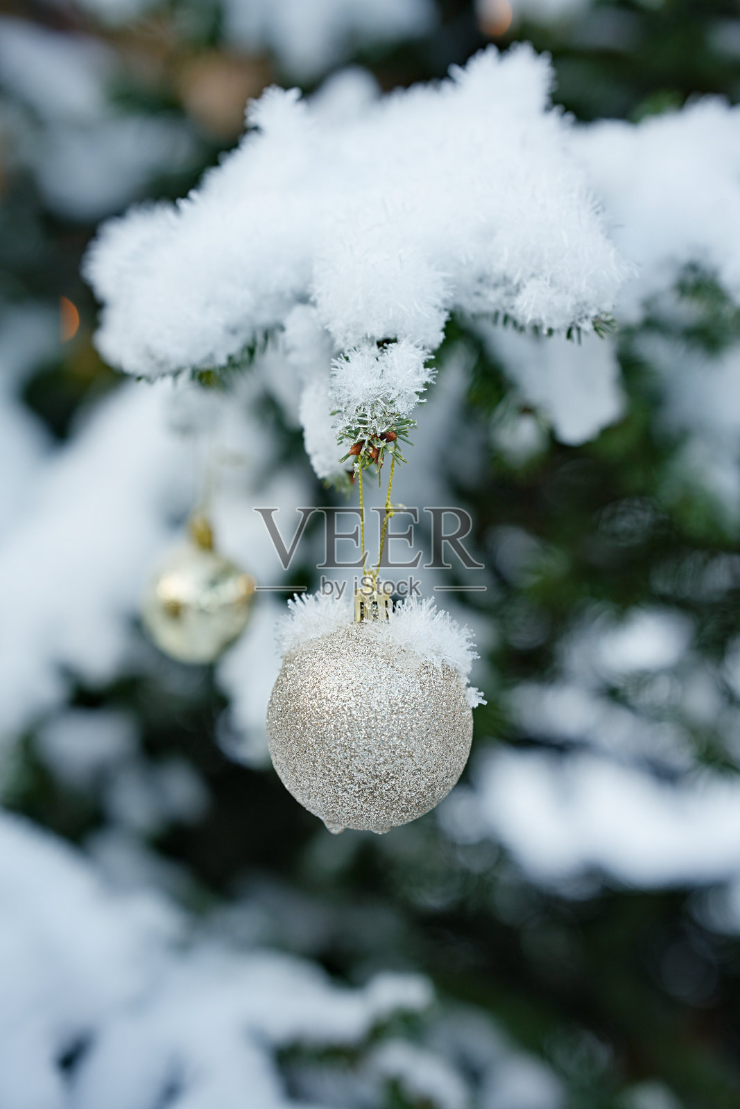 雪覆盖的云杉树枝上挂着一颗金色闪光的圣诞球特写。照片摄影图片