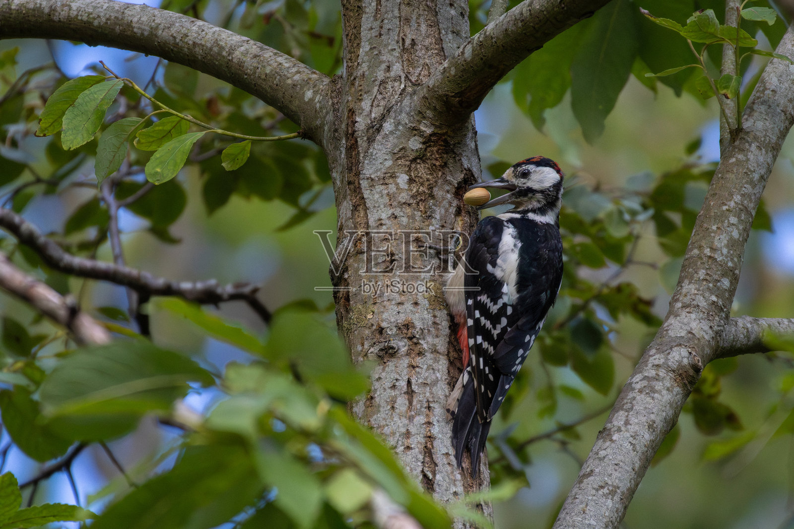 大斑啄木鸟与坚果照片摄影图片