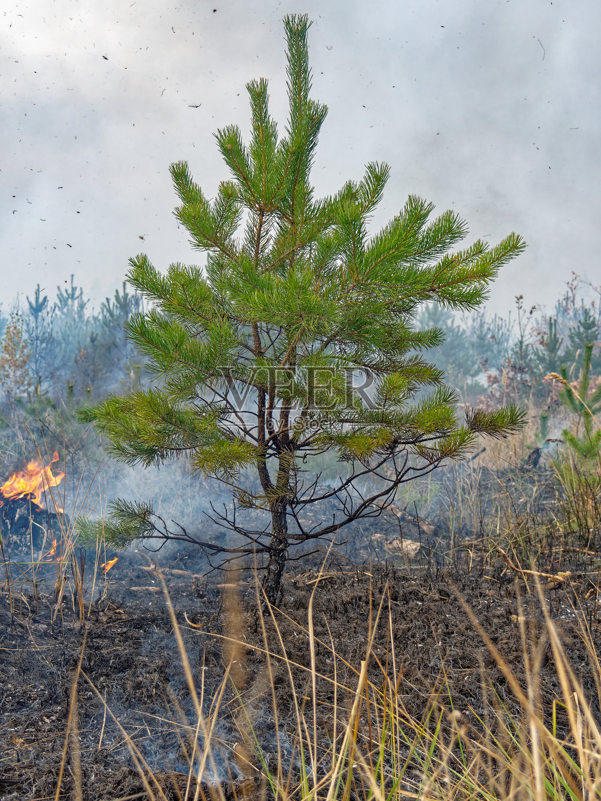 在野火余烬中屹立的坚韧松树照片摄影图片