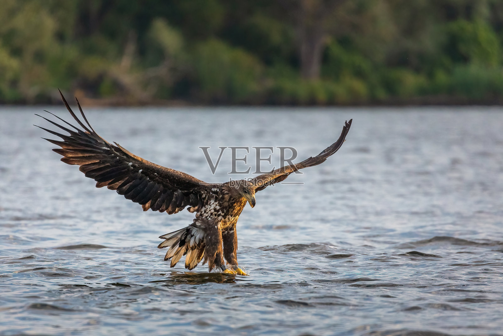 白尾鹰在波兰什切青潟湖上捕猎鱼类。照片摄影图片