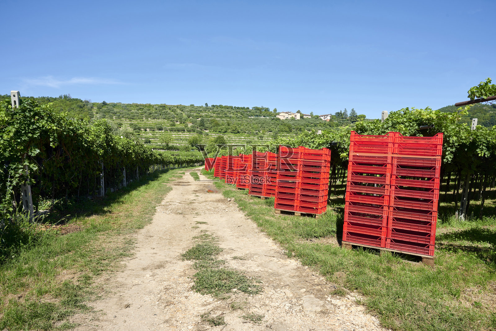 葡萄园照片摄影图片