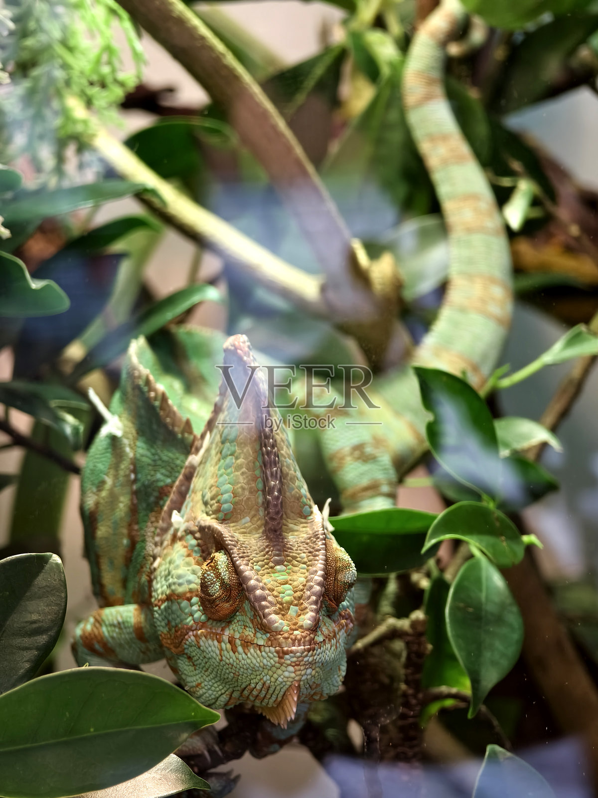 一只色彩斑斓的变色龙在自然栖息地的树枝上休息照片摄影图片