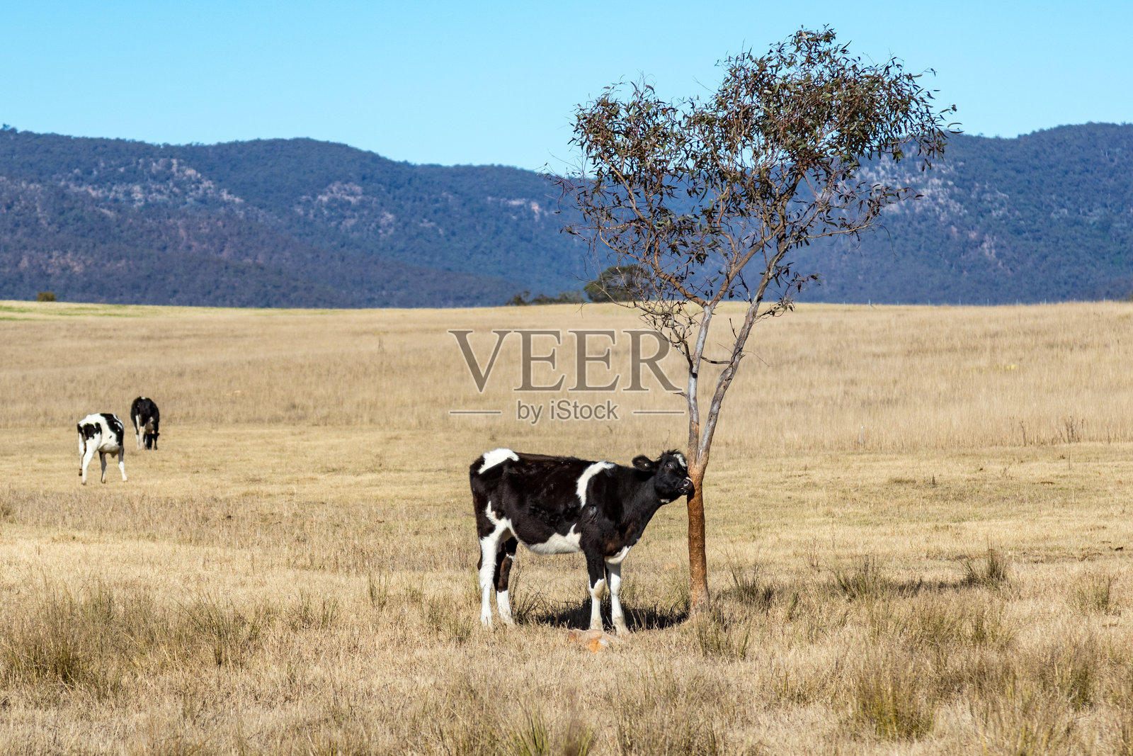 乡村田园风光,牛群在葡萄园旁的牧场上吃草照片摄影图片
