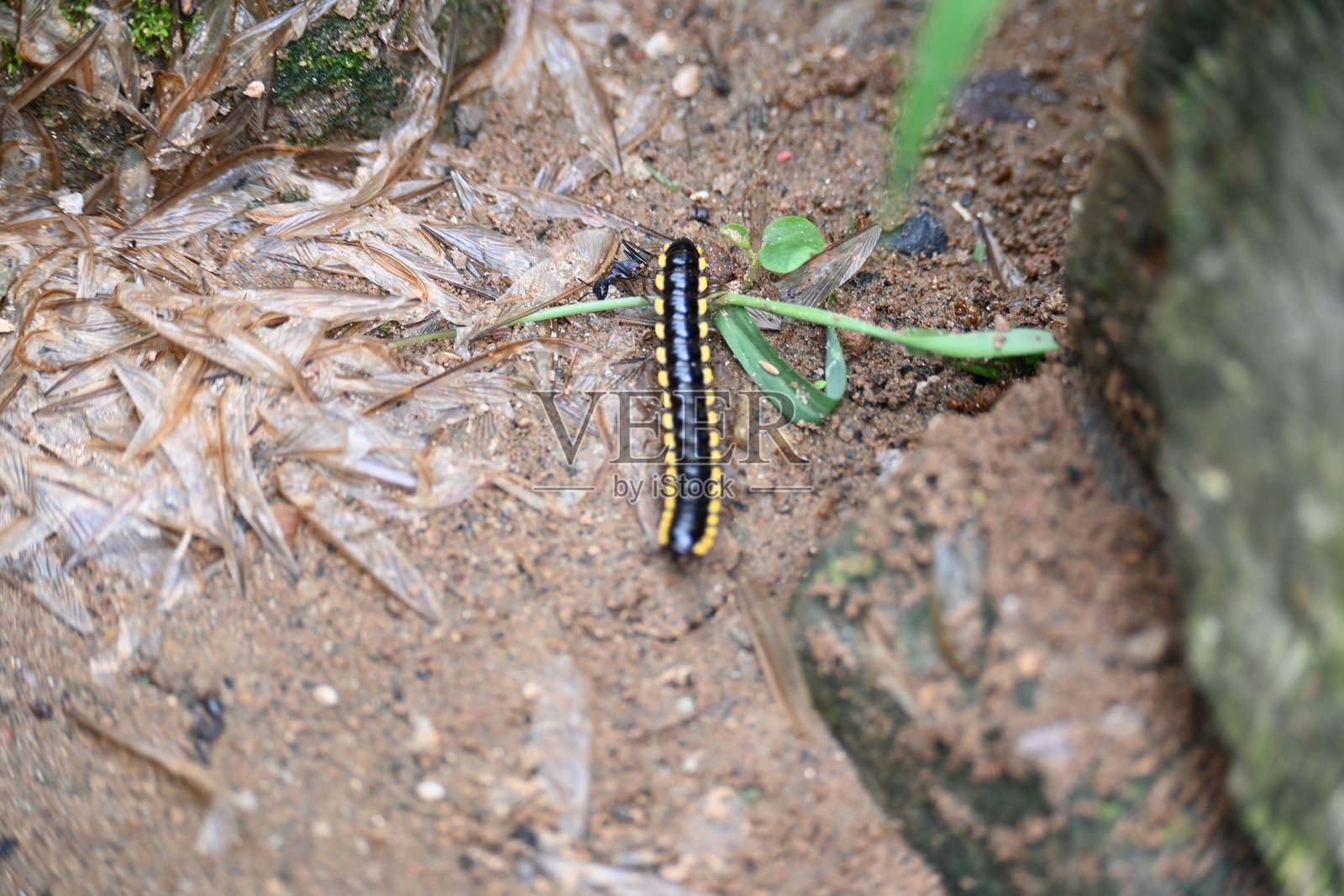 哈帕菲哈伊登尼亚千足虫。照片摄影图片
