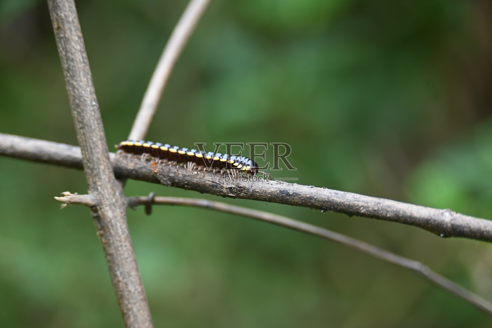 哈帕菲哈伊登尼亚千足虫。照片摄影图片