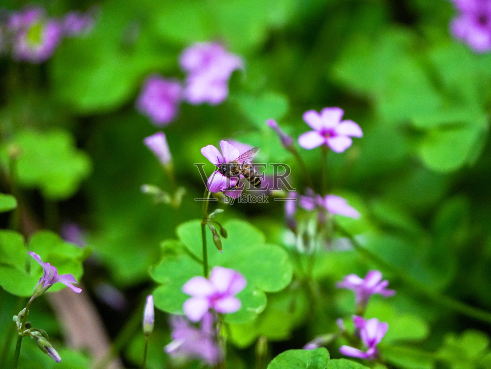 粉红色的酸模照片摄影图片