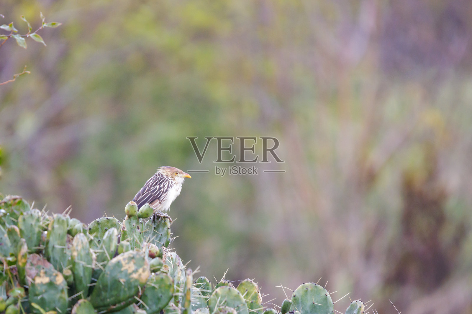 瓜伊拉杜鹃(Guira guira)栖息在仙人掌上。照片摄影图片
