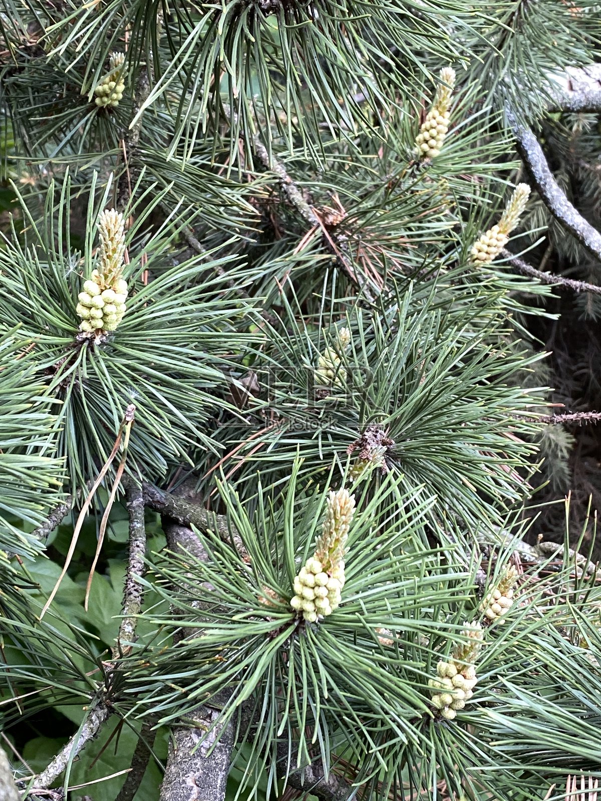 松树枝条上长满绿色针叶和幼小的松果,适合用作自然背景照片摄影图片