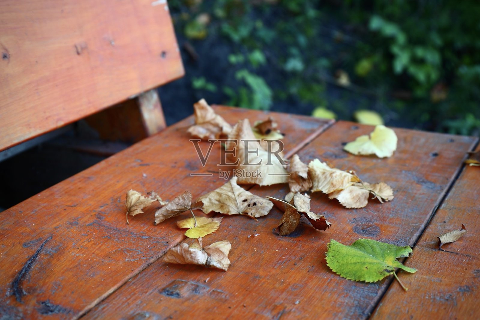 秋天的树叶落在木凳上照片摄影图片