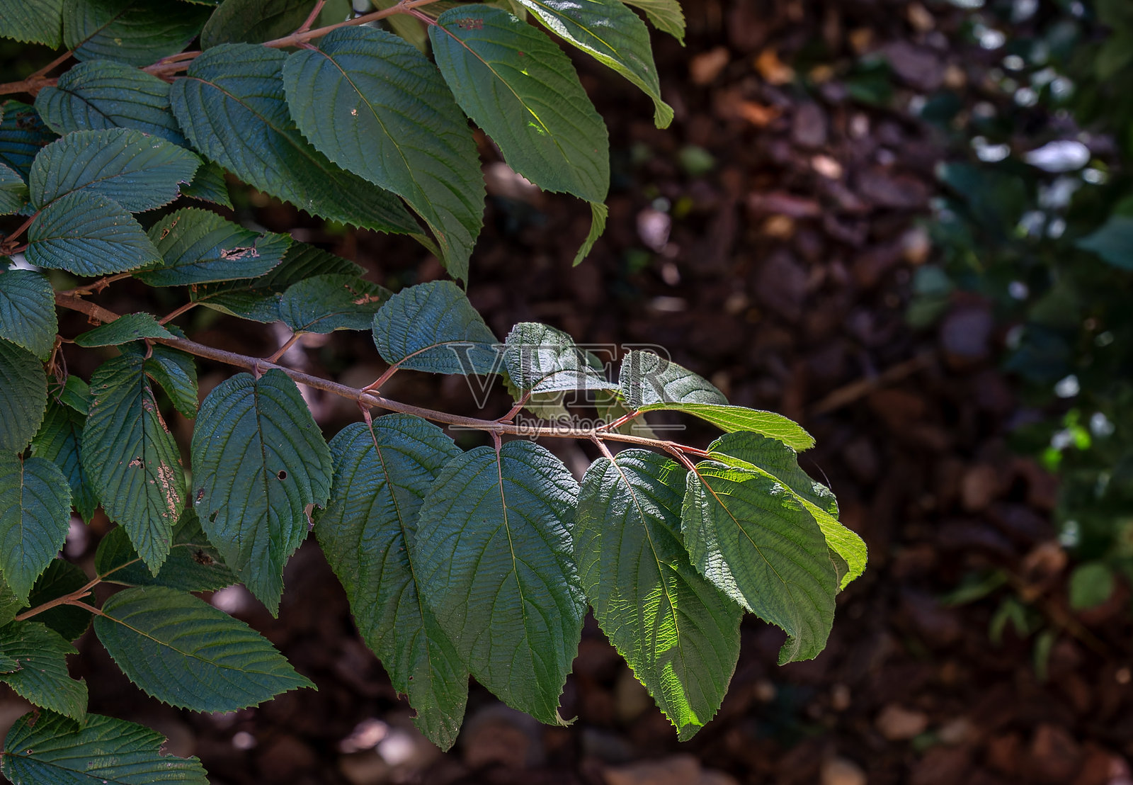 阴凉环境中的树叶照片摄影图片