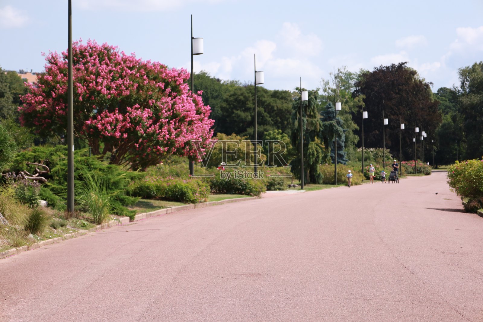 夏日的自然风光照片摄影图片