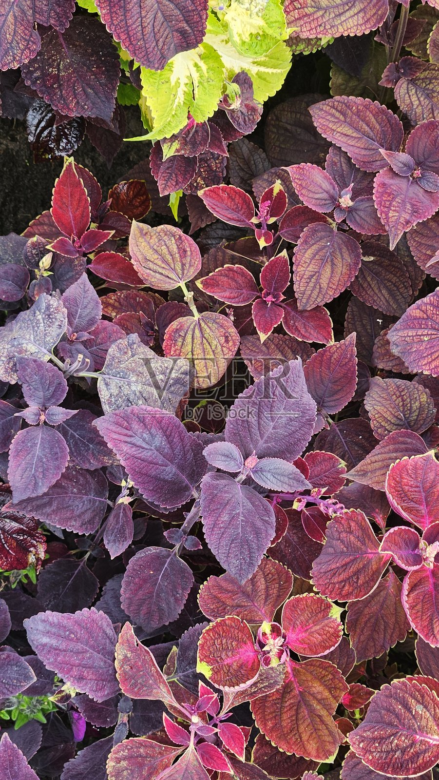 抽象的多彩叶子纹理与生动的图案照片摄影图片