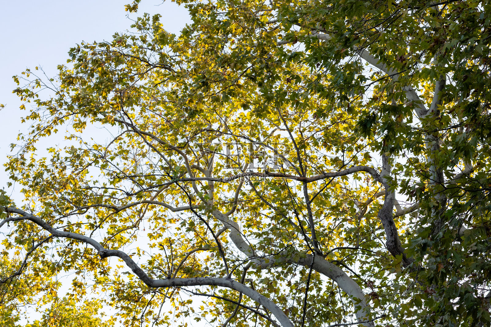 阳光下森林中长满青苔的树木,电影般的阳光角度照片摄影图片