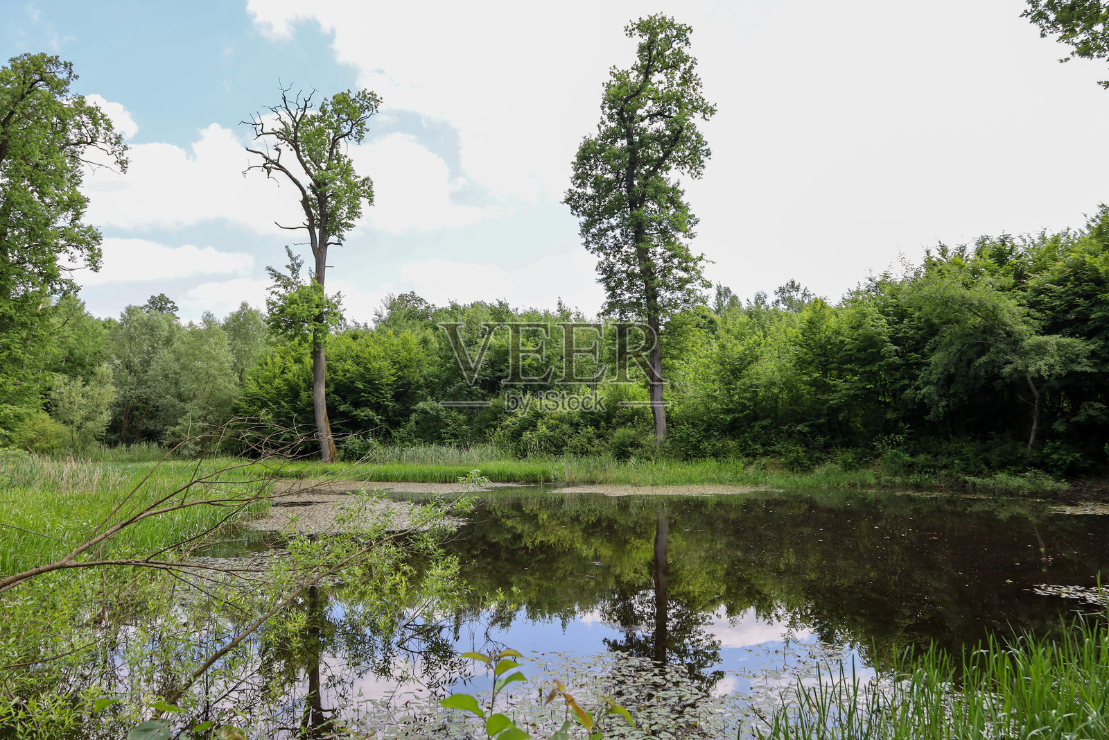 一个小森林湖泊,四周被茂密的树木和灌木环绕,倒映在其深色的水面上。背景中,明亮的蓝天和白云可见,形成对比,营造出一种宁静的氛围。照片摄影图片