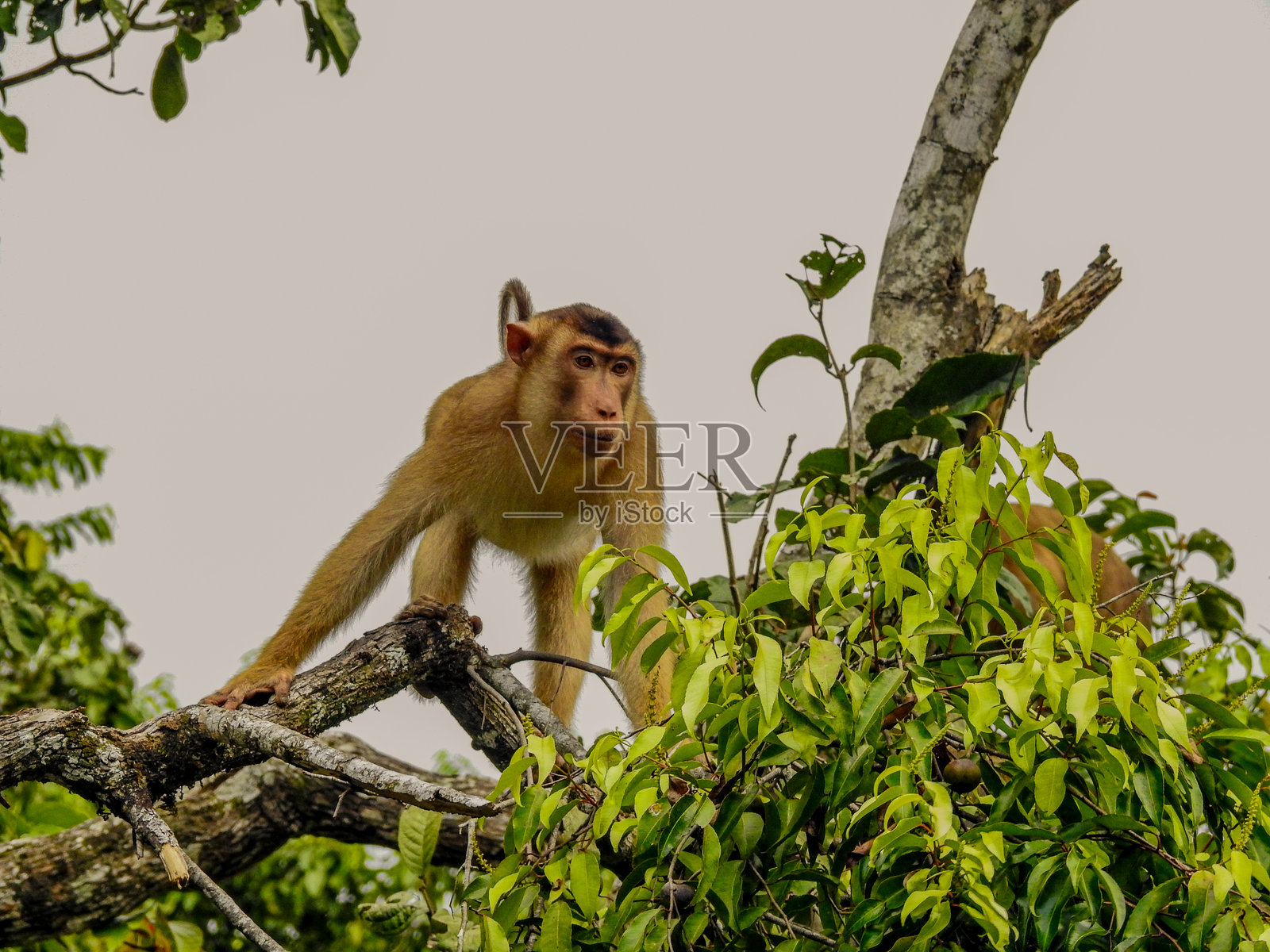 南方卷尾猕猴在树上照片摄影图片