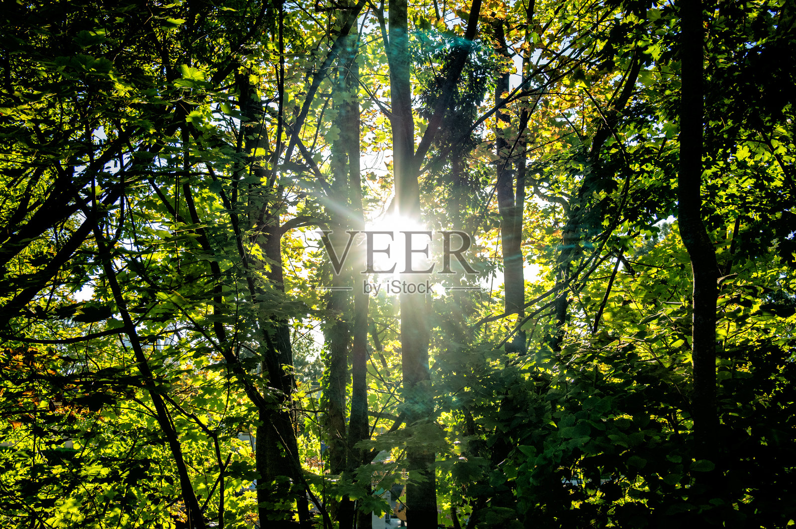 低太阳透过树叶繁茂的树冠照射下来照片摄影图片