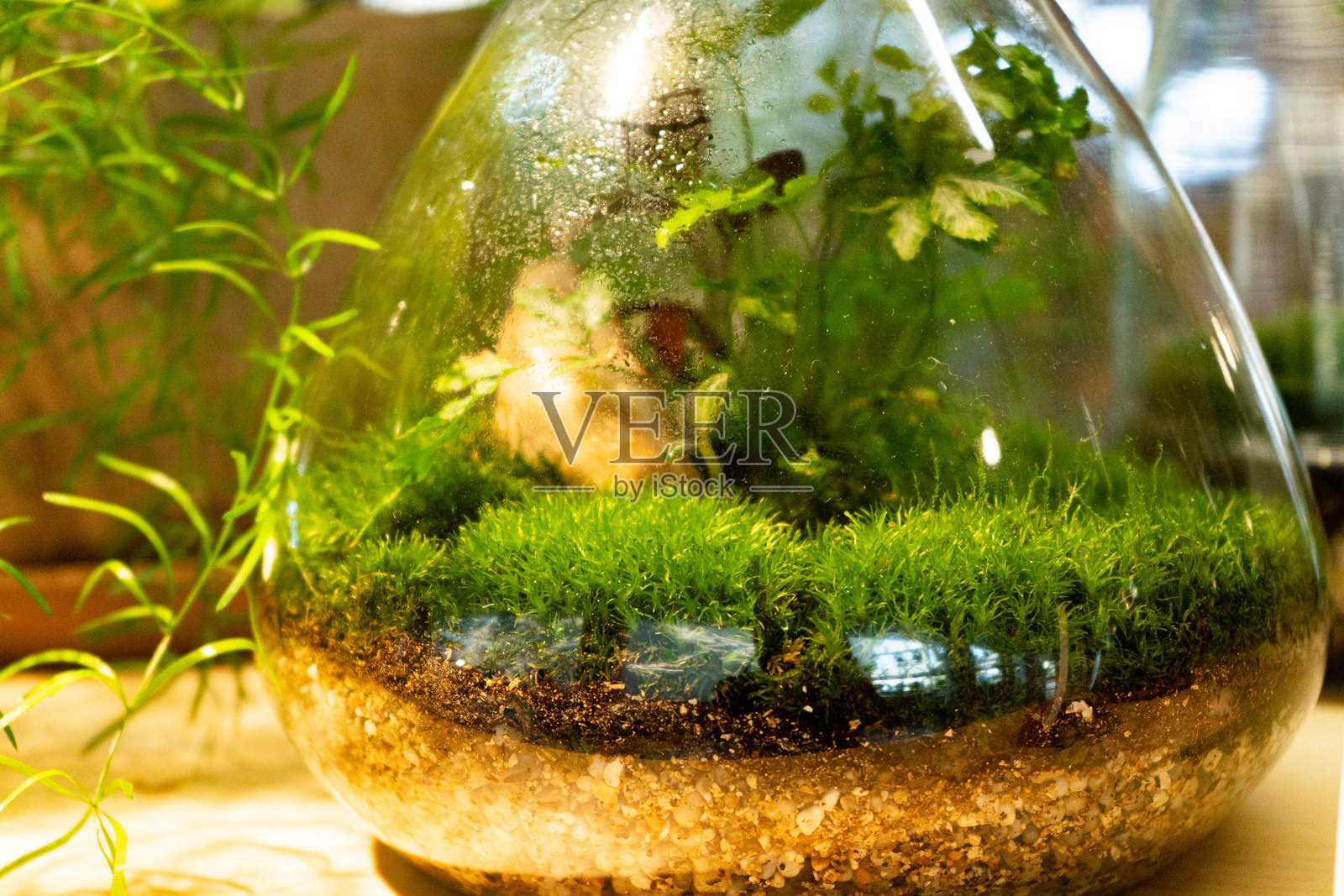 一个生机勃勃的生态瓶,里面有鲜艳的绿色植物和丰富的土壤,放置在一个形状优美的玻璃容器中,营造出自然的氛围。照片摄影图片