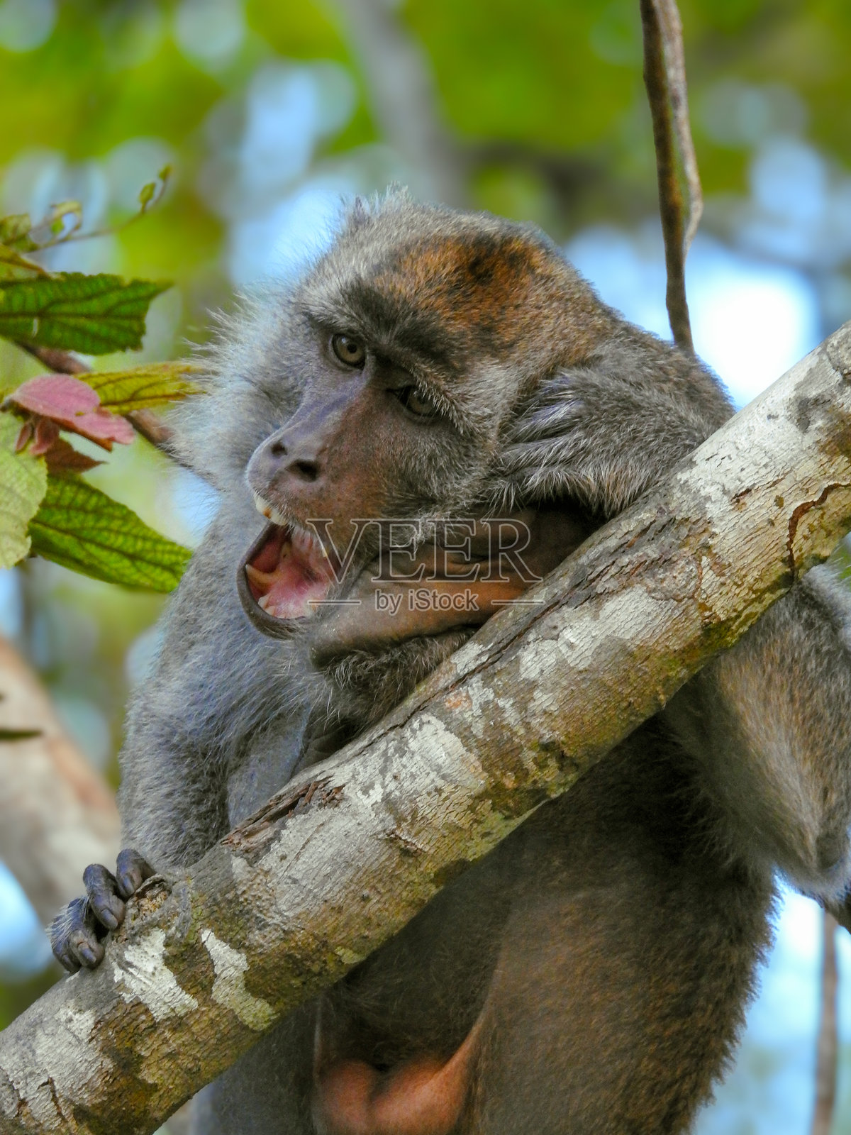 雄性食蟹猕猴打哈欠照片摄影图片