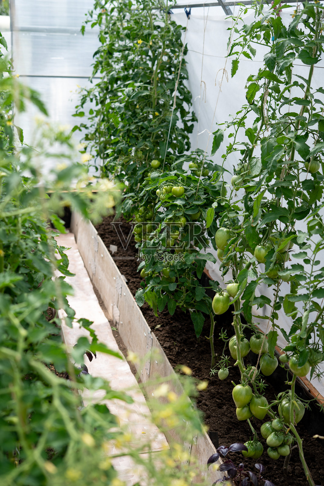 郁郁葱葱的温室花园中,生长着一排排充满活力的番茄植物,健康的土壤下,珍珠般的果实在细心呵护中茁壮成长。照片摄影图片