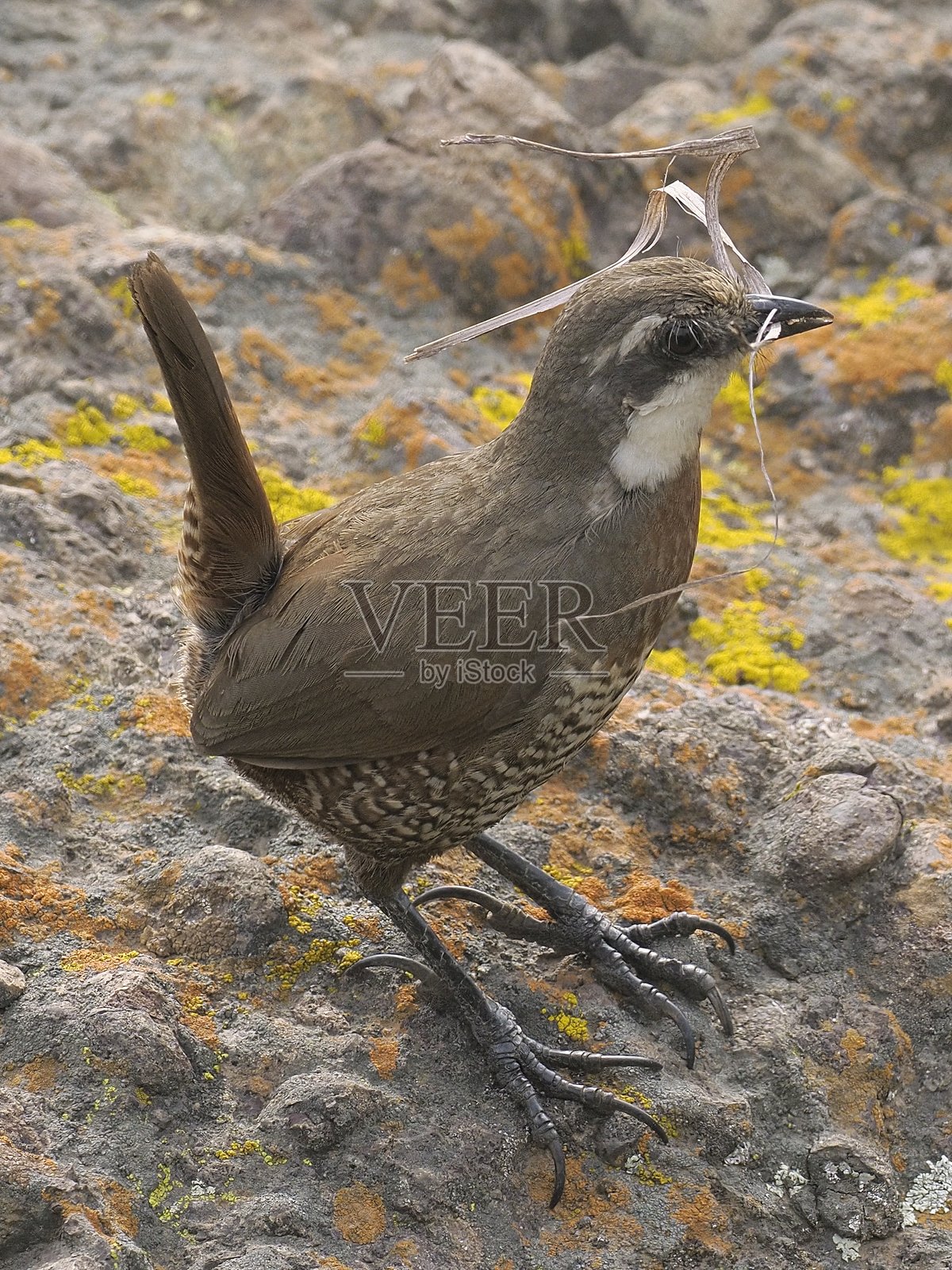成年胡须土耳其鸟在智利安第斯山脉繁殖照片摄影图片
