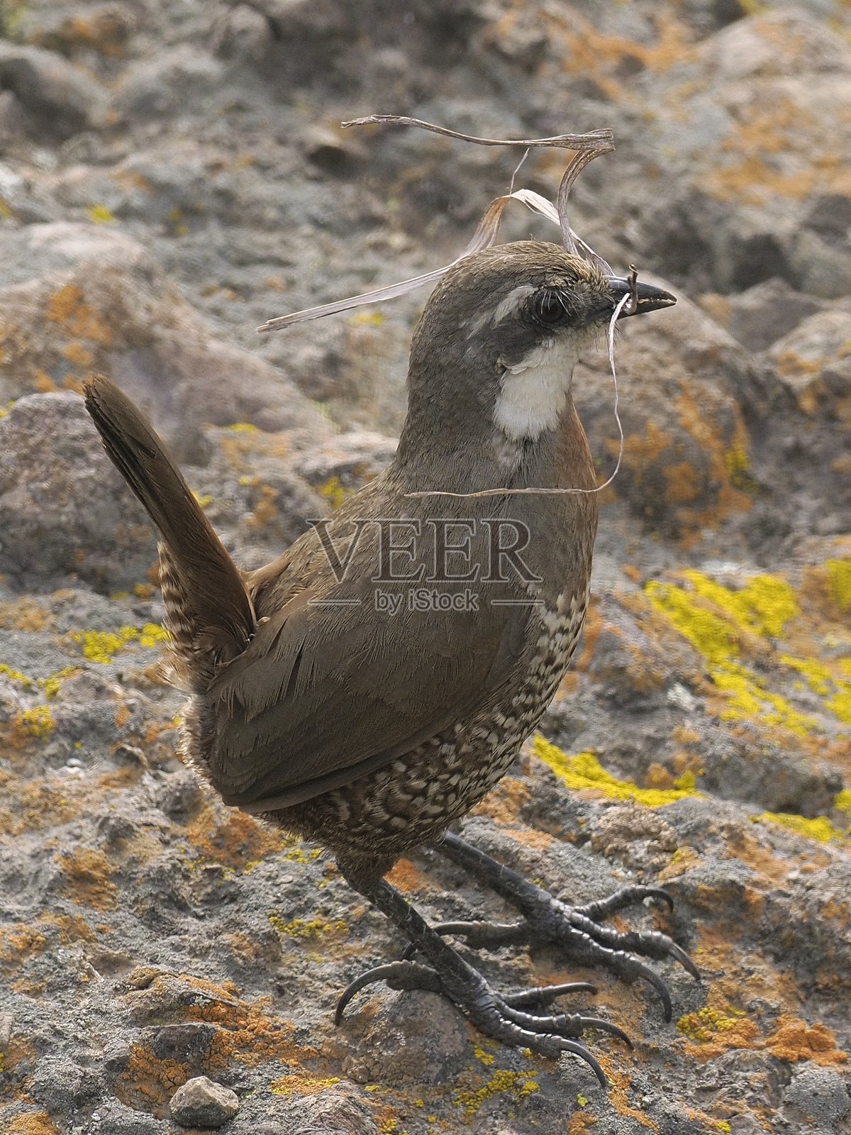 成年胡须土耳其鸟在智利安第斯山脉繁殖照片摄影图片