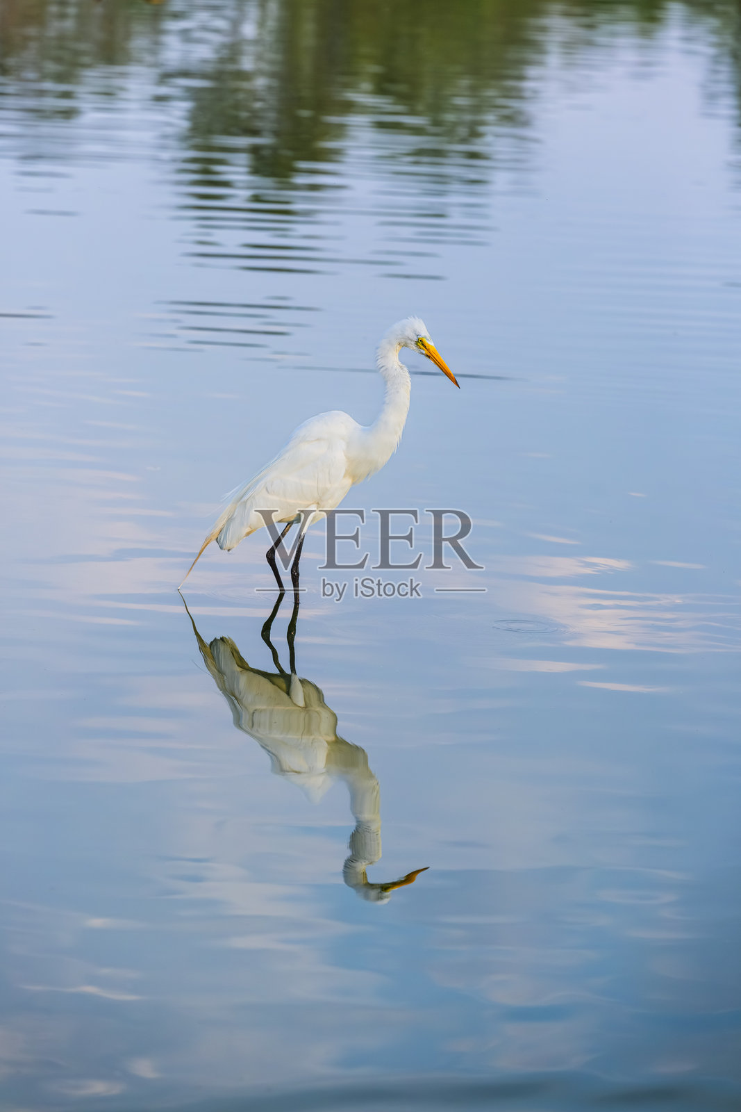 查普尔特佩克公园主湖中的白鹭照片摄影图片