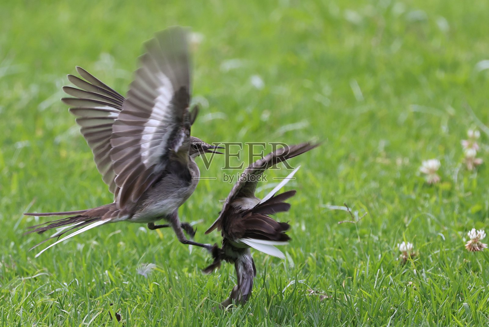 展示求偶:两只小鸟,南方财政鸟,展翅飞翔,在略高于绿草的空中互相求偶。照片摄影图片
