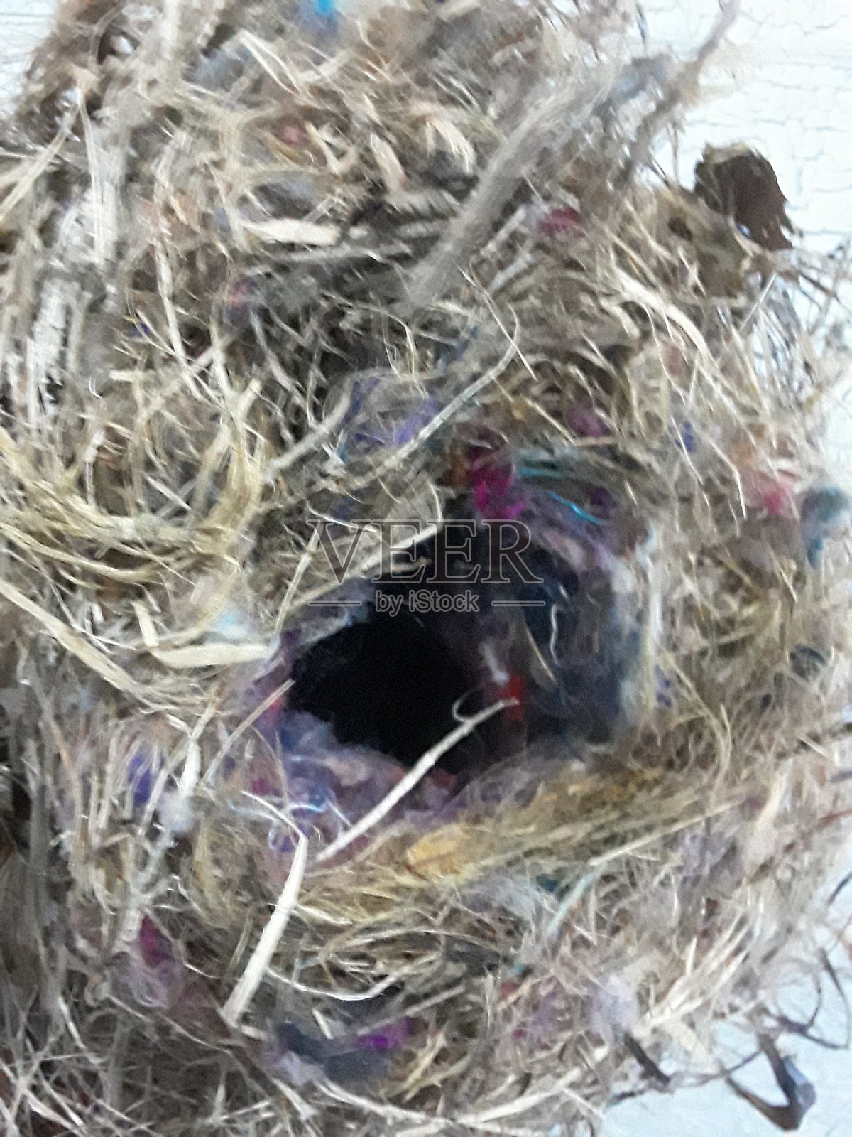 松鼠建筑师照片摄影图片